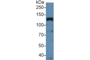 Western Blot; Sample: Human Hela cell lysate; Primary Ab: 5µg/ml Rabbit Anti-Human NUP133 Antibody Second Ab: 0.