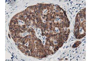 Image no. 3 for anti-Leucine Carboxyl Methyltransferase 1 (LCMT1) antibody (ABIN1499107) (LCMT1 抗体)