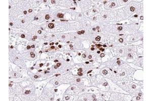 ABIN6277447 at 1/100 staining human liver tissue sections by IHC-P. (Neurogenin 1 抗体  (Internal Region))