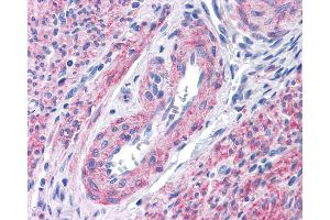 Anti-FFAR1 / GPR40 antibody IHC of human uterus. (FFAR1 抗体  (C-Term))