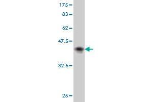 Western Blotting (WB) image for anti-AF4/FMR2 Family, Member 4 (AFF4) (AA 1-108) antibody (ABIN565335)
