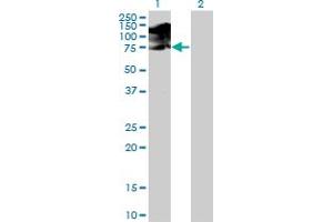 Western Blotting (WB) image for anti-SRSF Protein Kinase 1 (SRPK1) (AA 371-470) antibody (ABIN563001)