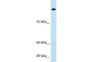 WB Suggested Anti-SREBF1 Antibody Titration:  0. (SREBF1 抗体  (Middle Region))