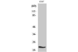 Western Blotting (WB) image for anti-Mitochondrial Ribosomal Protein L11 (MRPL11) (Internal Region) antibody (ABIN3176093) (MRPL11 抗体  (Internal Region))