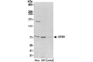 Western Blotting (WB) image for anti-G-Elongation Factor, Mitochondrial 1 (GFM1) (AA 25-75) antibody (ABIN7452940)