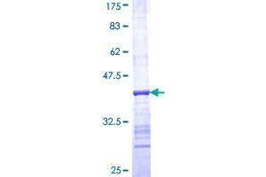 Ribonuclease H1 Protein (RNASEH1) (AA 189-286) (GST tag)