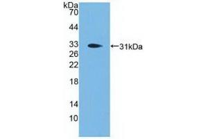 Western Blotting (WB) image for anti-Proprotein Convertase Subtilisin/kexin Type 1 (PCSK1) (AA 500-738) antibody (ABIN7435748)