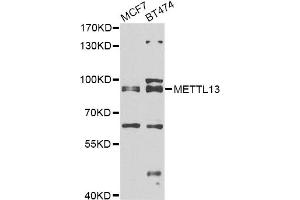 Western blot analysis of extracts of various cell lines, using METTL13 antibody. (METTL13 抗体)