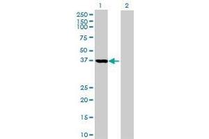 Lane 1: DNAJB4 transfected lysate ( 37. (DNAJB4 293T Cell Transient Overexpression Lysate(Denatured))