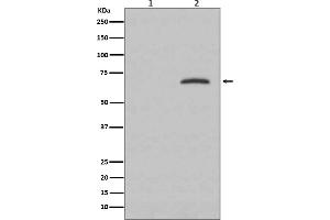Western blot analysis of Phospho-Paxillin (Y118) expression in (1) HeLa cell lysate, (2) HeLa cell treated with pervanadate.