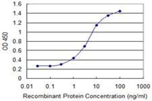 Detection limit for recombinant GST tagged RPP40 is 0. (RPP40 抗体  (AA 295-363))