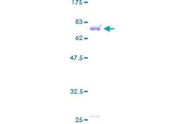 DNAJA1 Protein (AA 1-397) (GST tag)