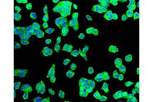 Immunofluorescence (IF) image for anti-Solute Carrier Family 2 (Facilitated Glucose Transporter), Member 1 (SLC2A1) antibody (ABIN5997112)