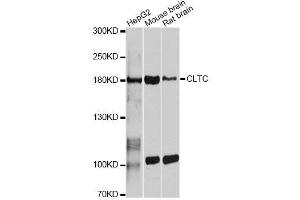 Western blot analysis of extracts of various cell lines, using CLTC antibody. (Clathrin Heavy Chain (CLTC) (AA 1451-1675) 抗体)