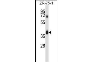 DGT1 Antibody (N-term) (ABIN657891 and ABIN2846843) western blot analysis in ZR-75-1 cell line lysates (35 μg/lane). (DPAGT1 抗体  (N-Term))