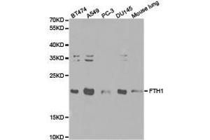 Western Blotting (WB) image for anti-Ferritin, Heavy Polypeptide 1 (FTH1) antibody (ABIN1872747) (FTH1 抗体)