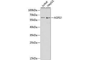 Western blot analysis of extracts of various cell lines, using  antibody (ABIN6132811, ABIN6136626, ABIN6136628 and ABIN6217524) at 1:1000 dilution. (AGFG1 抗体  (AA 1-280))