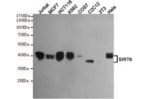 Western blot analysis of extracts from Jurkat,MCF7,HC,K562,COS7,C2C12,3T3 and Hela cell lysates using SIRT6 mouse mAb (1:500 diluted). (SIRT6 抗体)