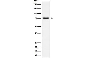 Western blot analysis of PWP1 expression in HepG2 cell lysate.
