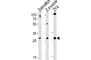 Western blot analysis of lysates from Zebrafish, zebra fish muscle tissue lysate, ZF4 cell line (from left to right), using (DANRE) ak2 Antibody (N-term) Azb18720b. (Adenylate Kinase 2 抗体  (N-Term))
