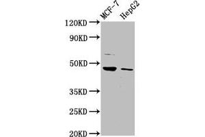 Western Blot Positive WB detected in: MCF-7 whole cell lysate, HepG2 whole cell lysate All lanes: HEPACAM antibody at 3. (HEPACAM 抗体  (AA 265-415))
