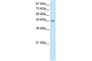 WB Suggested Anti-ERGIC2 Antibody Titration:  2. (ERGIC2 抗体  (N-Term))