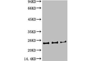 Western blot analysis of 1) Hela Cell Lysate, 2)3T3 Cell Lysate, 3) PC12 Cell Lysate using HP-1γα Mouse mAb diluted at 1:1000. (CBX5 抗体)