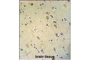 GRIA4 antibody (Center) (ABIN654681 and ABIN2844375) immunohistochemistry analysis in formalin fixed and paraffin embedded human brain tissue followed by peroxidase conjugation of the secondary antibody and DAB staining. (GRIA4 抗体  (AA 259-287))