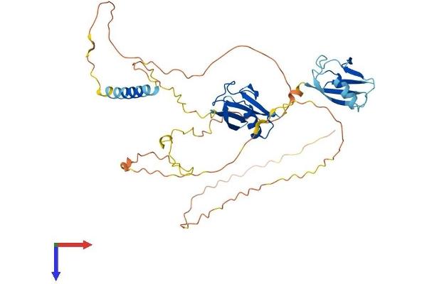NFATC2IP Protein (AA 1-419) (His tag)
