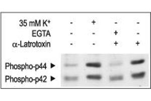 α-Latrotoxin activates P42/44 MAP kinase by inducing Ca2+ influx in RIN insulinoma cells.