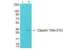 Western blot analysis of extracts from 3T3 cells (Lane 2), using Claudin 7 (Ab-210) antiobdy. (Claudin 7 抗体  (Tyr210))