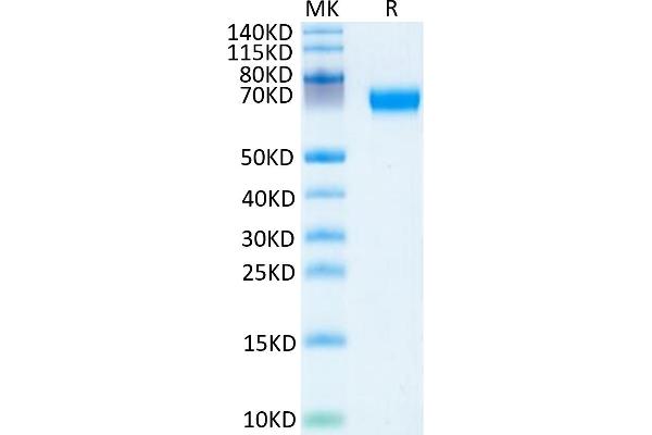 Hemopexin Protein (HPX) (AA 24-460) (His tag)