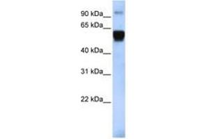 Image no. 1 for anti-Tripartite Motif Containing 10 (TRIM10) (AA 396-445) antibody (ABIN6742468) (TRIM10 抗体  (AA 396-445))