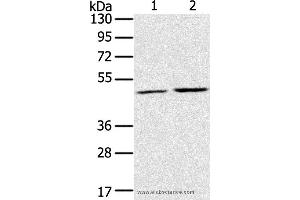 Western blot analysis of K562 and NIH/3T3 cell, using RRAGC Polyclonal Antibody at dilution of 1:400 (GTR2 抗体)