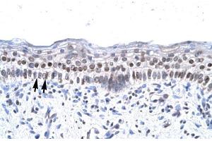 Human Spermatophore; ZNF500 antibody - middle region in Human Spermatophore cells using Immunohistochemistry (ZNF500 抗体  (Middle Region))