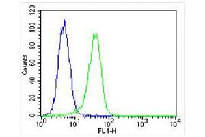 Overlay histogram showing A549 cells stained with Antibody (green line). (PROX1 抗体  (AA 492-520))