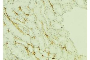 ABIN6277251 at 1/100 staining Mouse kidney tissue by IHC-P. (PRG2 抗体  (Internal Region))