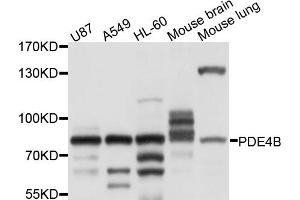 Western blot analysis of extracts of various cell lines, using PDE4B antibody (ABIN6003881) at 1/1000 dilution. (PDE4B 抗体)