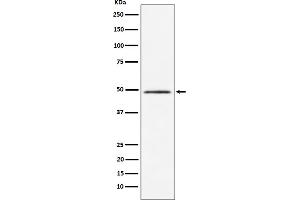Western blot analysis of HEAB expression in HeLa cell lysate.