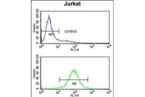 PCCB Antibody (Center) (ABIN652789 and ABIN2842517) flow cytometry analysis of Jurkat cells (bottom histogram) compared to a negative control cell (top histogram). (PCCB 抗体  (AA 82-107))