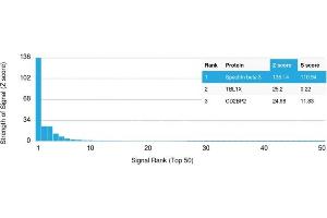 Analysis of Protein Array containing more than 19,000 full-length human proteins using Spectrin beta III Mouse Monoclonal Antibody (SPTBN2/1582). (Spectrin, Beta, Non-erythrocytic 2 (SPTBN2) (AA 356-475) 抗体)
