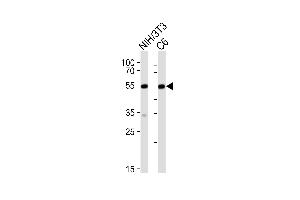 Western blot analysis of lysates from mouse NIH/3T3,rat C6 cell line (from left to right), using Srf Antibody (C-term) (ABIN6242823 and ABIN6577636). (SRF 抗体  (C-Term))