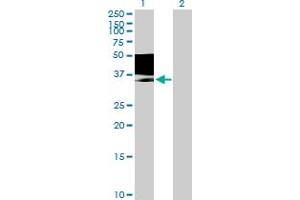 Western Blot analysis of MAGEB1 expression in transfected 293T cell line by MAGEB1 MaxPab polyclonal antibody. (MAGEB1 抗体  (AA 1-347))