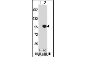 Western blot analysis of USP15 using rabbit polyclonal USP15 Antibody using 293 cell lysates (2 ug/lane) either nontransfected (Lane 1) or transiently transfected (Lane 2) with the USP15 gene. (USP15 抗体  (N-Term))