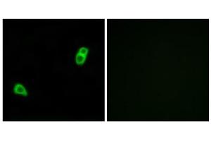 Immunofluorescence analysis of LOVO cells, using GPR34 antibody. (GPR34 抗体  (Internal Region))