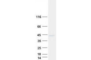 Western Blotting (WB) image for SEH1-Like (SEH1L) (Transcript Variant 2) protein (Myc-DYKDDDDK Tag) (ABIN2727714)