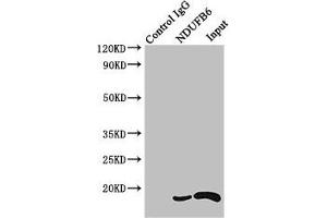 Immunoprecipitating NDUFB6 in HEK293 whole cell lysate Lane 1: Rabbit control IgG instead of (1 μg) instead of ABIN7160929 in HEK293 whole cell lysate. (NDUFB6 抗体  (AA 2-67))