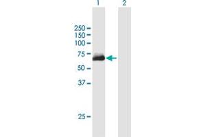 Western Blot analysis of KIAA1627 expression in transfected 293T cell line by KIAA1627 MaxPab polyclonal antibody. (METTL14 抗体  (AA 1-456))