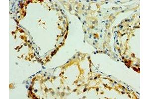 Immunohistochemistry of paraffin-embedded human testis tissue using ABIN7161326 at dilution of 1:100 (Neuroligin Y 抗体  (AA 682-816))