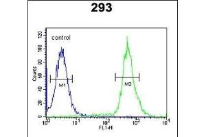 C3orf31 Antibody (Center) (ABIN651587 and ABIN2840313) flow cytometric analysis of 293 cells (right histogram) compared to a negative control cell (left histogram). (TAM41 抗体  (AA 180-208))
